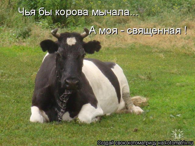 Корова мычала твоя молчала. Чья бы корова мычала. Корова мычит. Ты корова. Выражение чья бы корова мычала.