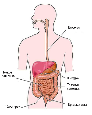 Желудочно-кишечный тракт рисунок