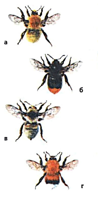 Облик самок некоторых видов шмелей