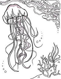 рисунок с медузой