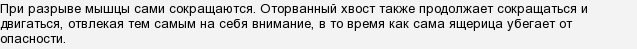 Что отбрасывает ящерица при нападении хищника