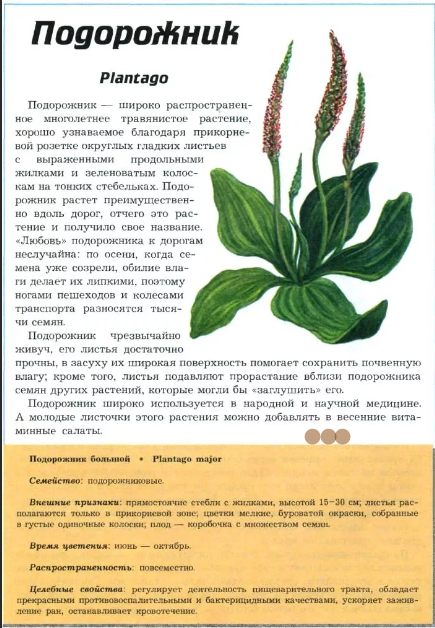 Подорожник лекарственное растение описание. Подорожник растение описание 3 класс кратко. Сообщение о подорожнике. Рассказать про подорожник.