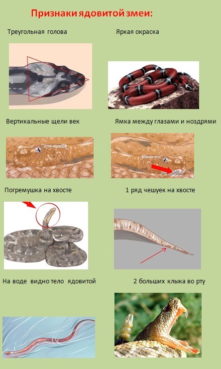 Основные отличия змеи приморья от неядовитых видов. Ядовитые и неядовитые змеи отличие.