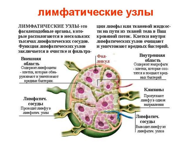 текст при наведении