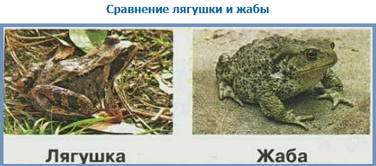 Похожие но разные. Сходство и различие лягушки и Жабы. Зеленые страницы лягушка. Сравни лягушку и жабу сходство. Похожие и разные лягушки и Жабы.