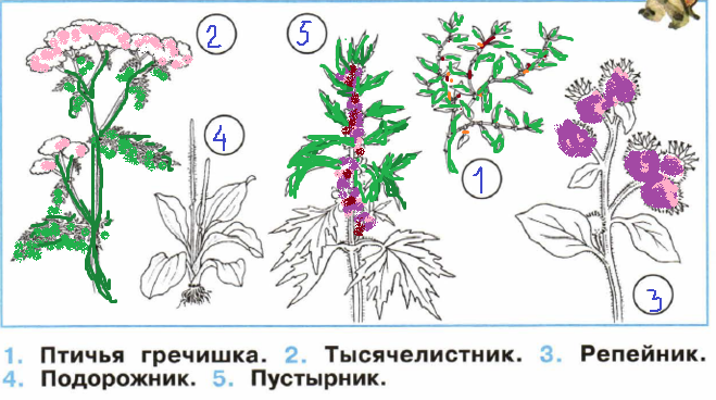 Пустырник рассказ для 2 класса окружающий мир