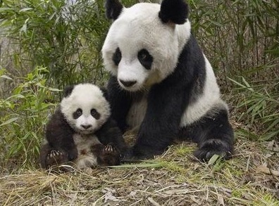 живет в горах китая, ест бамбук - ответ панда