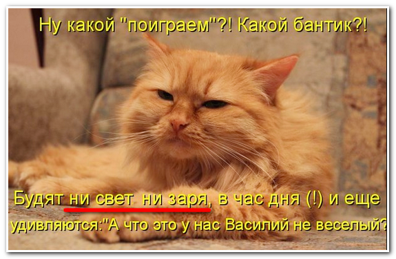 Кота подняли ни свет ни заря