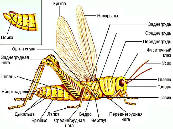 уши кузнечика