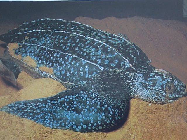 Кожистая черепаха (Dermochelys coriacea)