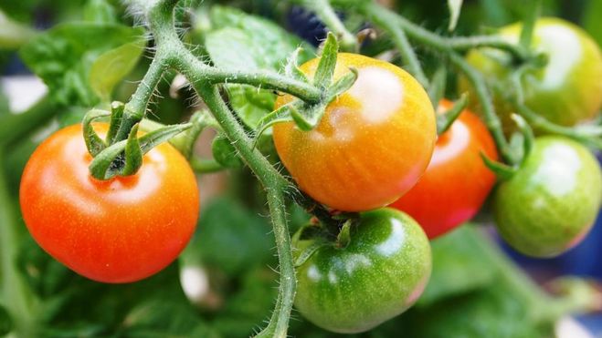 Как спасти помидоры в дождливое лето