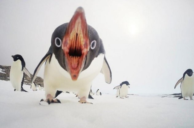 фотография, пингвины