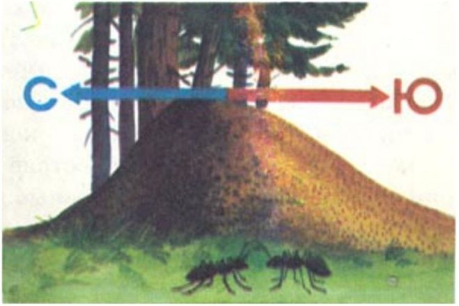 Как по муравейнику определить стороны света рисунок