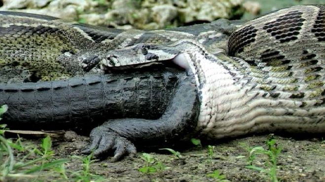 анаконда закусывает крокодилом