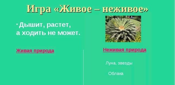 Что неживое может расти