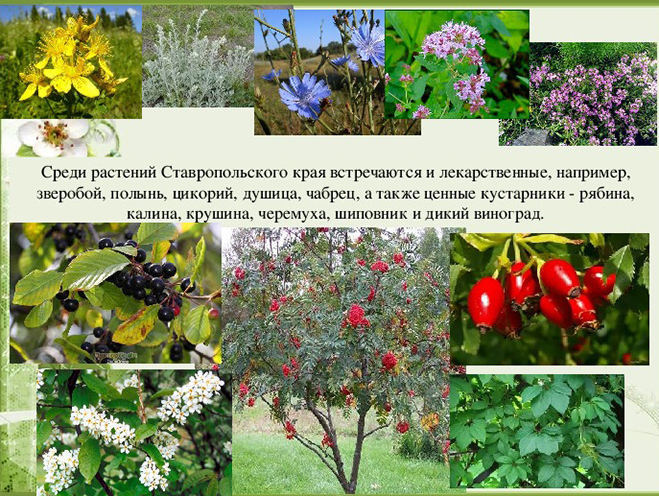 Проект "Красота родного края" Ставропольского края