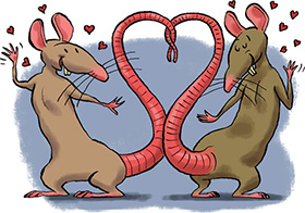 "Влюбленные" крысы картинка на день Всех Влюбленных