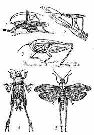 Саранча рисунок биология