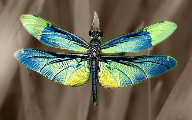 Наблюдают два явления радужную окраску крыльев стрекозы разложение призмой луча
